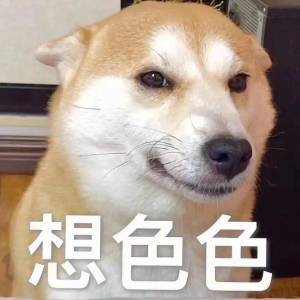 涩涩柴犬-阿宅学院